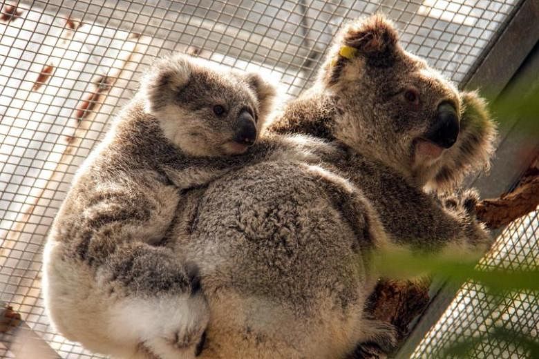 Koala diselamatkan dari jalur kebakaran semak yang mengamuk di dekat Sydney