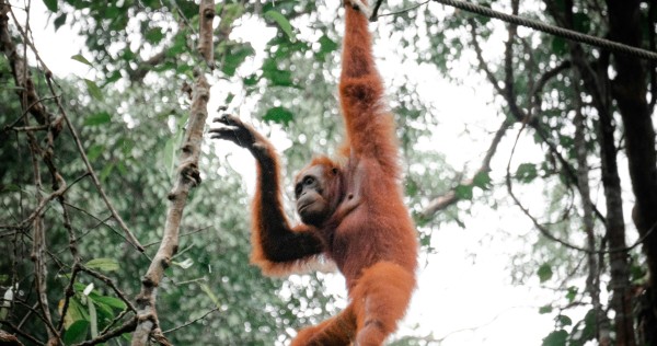 Malaysia incar ‘diplomasi orangutan’ dengan negara-negara yang mengimpor minyak sawit, Malaysia News