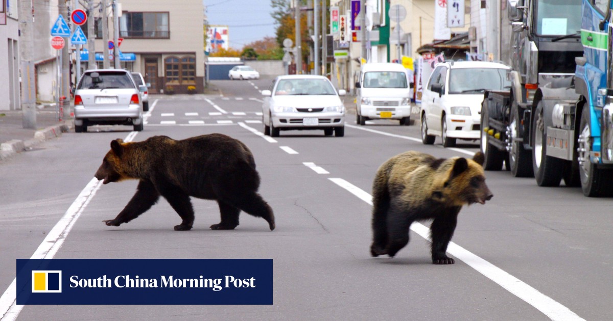 Beruang Jepang dalam ‘suasana hati yang buruk’ dan lapar saat serangan terhadap manusia melonjak